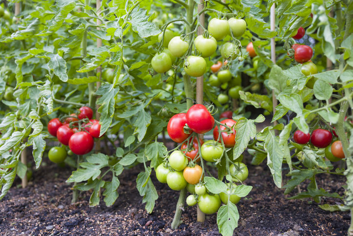 Plantas de tomate indeterminadas (cordón) que crecen afuera en el Reino Unido